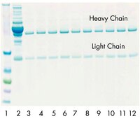 Human IgG was purified 10 times from normal serum using a regenerated PROSEP-G spin column.